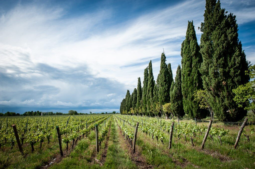Buy wine from Friuli
